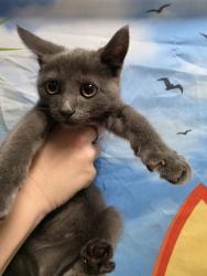 Shelter Stray Female Cat last seen Belton, 29627, Belton City, SC, 1320 US-29, Anderson, SC 29626, USA