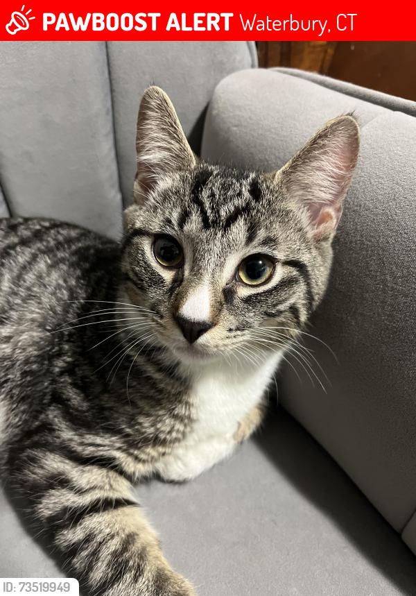 Lost Male Cat last seen Monroe and Ramona, Waterbury, CT 06705
