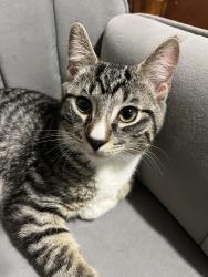 Lost Male Cat last seen Monroe and Ramona, Waterbury, CT 06705