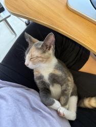 Lost Female Cat last seen Boca rio, Boca Raton, FL 33433