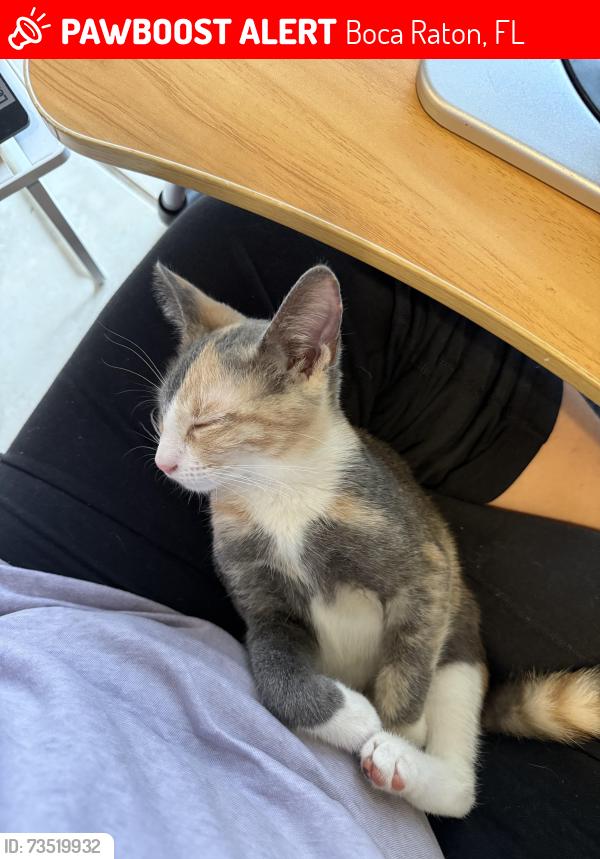 Lost Female Cat last seen Boca rio, Boca Raton, FL 33433