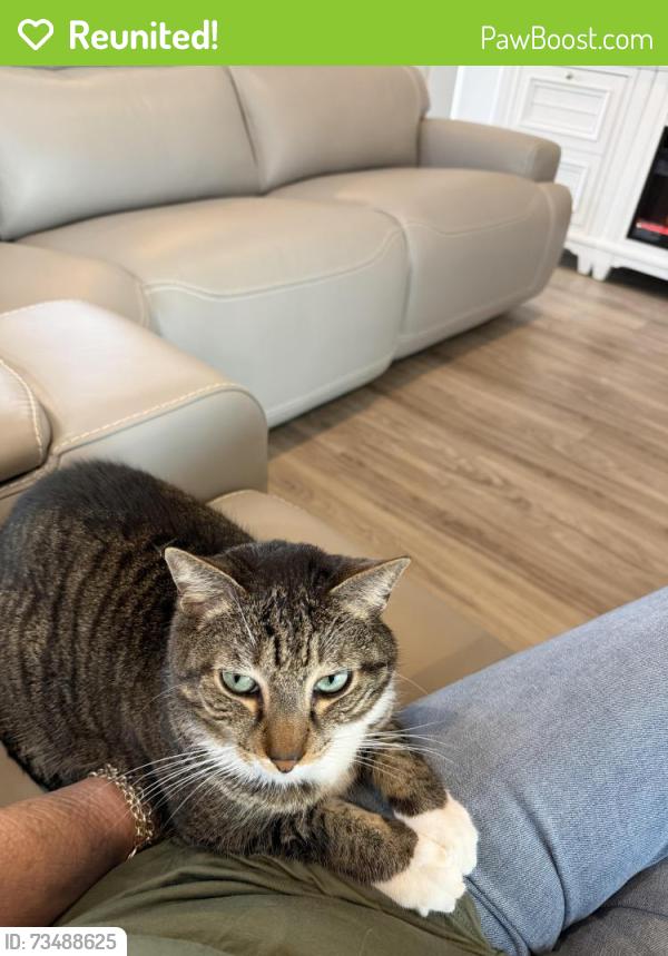Reunited Male Cat last seen Skylark dr, South Patrick Shores, FL 32937