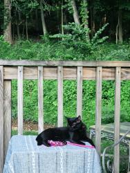 Lost Female Cat last seen Amherst/ Wheeler Hill Road, Wappingers Falls, NY 12590