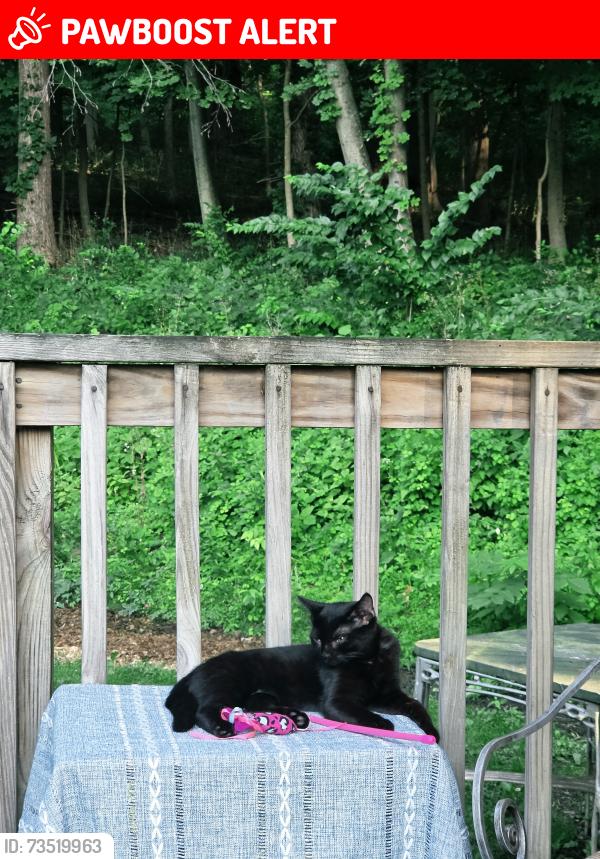 Lost Female Cat last seen Amherst/ Wheeler Hill Road, Wappingers Falls, NY 12590