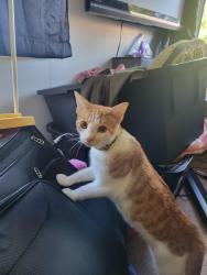 Found/Stray Male Cat last seen In the neighborhood intersecting Madison Ave and E Stop 11, Indianapolis, IN 46227