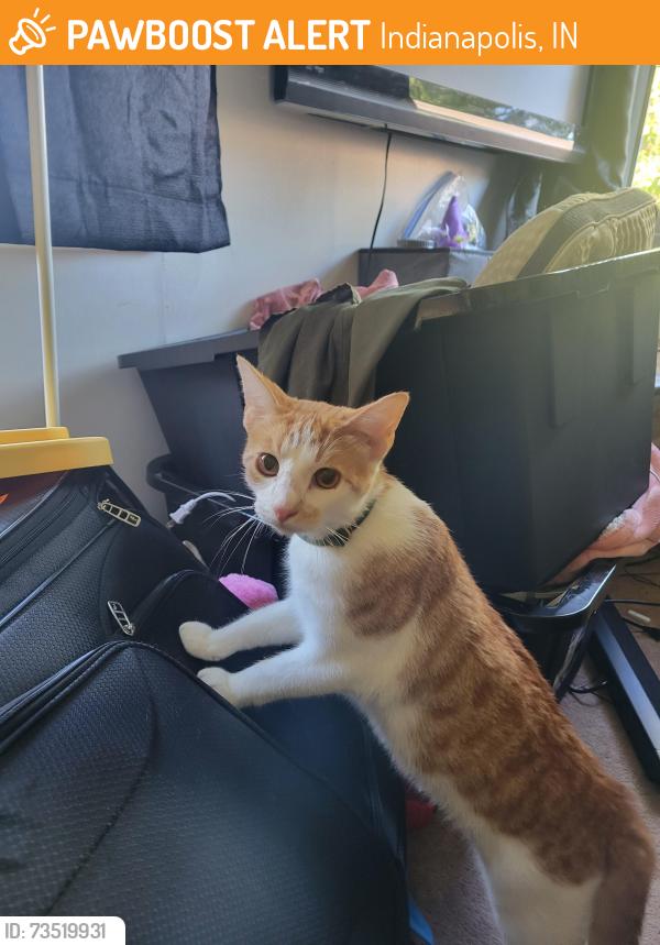 Found/Stray Male Cat last seen In the neighborhood intersecting Madison Ave and E Stop 11, Indianapolis, IN 46227