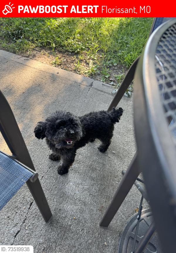 Lost Female Dog last seen New halls ferry rd and Pohlman Rd, Florissant, MO 63033