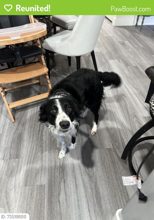 Reunited Male Dog last seen Near Shadyview Ln N, Dayton, MN 55327, USA, Dayton, MN 55327