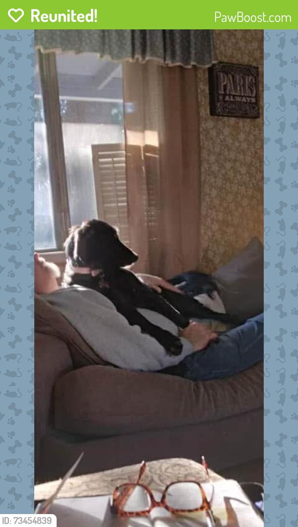 Reunited Female Dog last seen HOLLOW dr Trimmier ,, Killeen, TX 76542