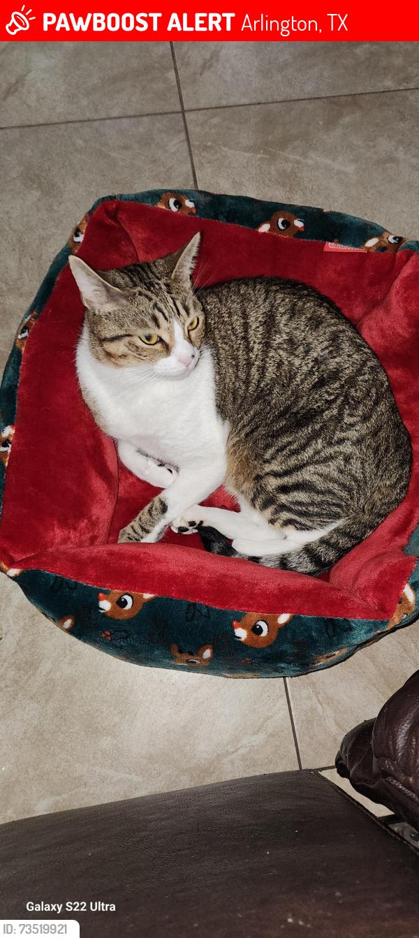 Lost Male Cat last seen Near brookdale dr Arlington tx 76014, Arlington, TX 76014