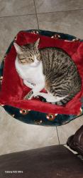 Lost Male Cat last seen Near brookdale dr Arlington tx 76014, Arlington, TX 76014
