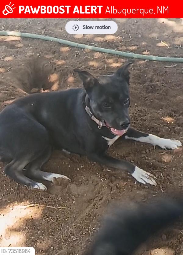 Lost Female Dog last seen Jefferson and menaul by Mac's Steak in the Rough, Albuquerque, NM 87110
