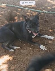 Lost Female Dog last seen Jefferson and menaul by Mac's Steak in the Rough, Albuquerque, NM 87110
