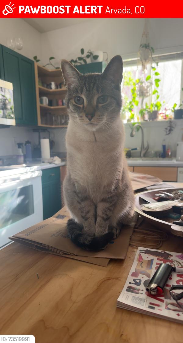 Lost Male Cat last seen 69th ave and oak st, Arvada, CO 80004