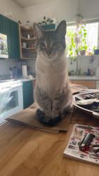 Lost Male Cat last seen 69th ave and oak st, Arvada, CO 80004