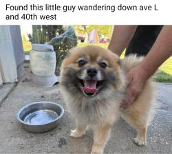Reunited Unknown Dog last seen Near W Ave L, Lancaster, CA 93536, USA, Lancaster, CA 93536