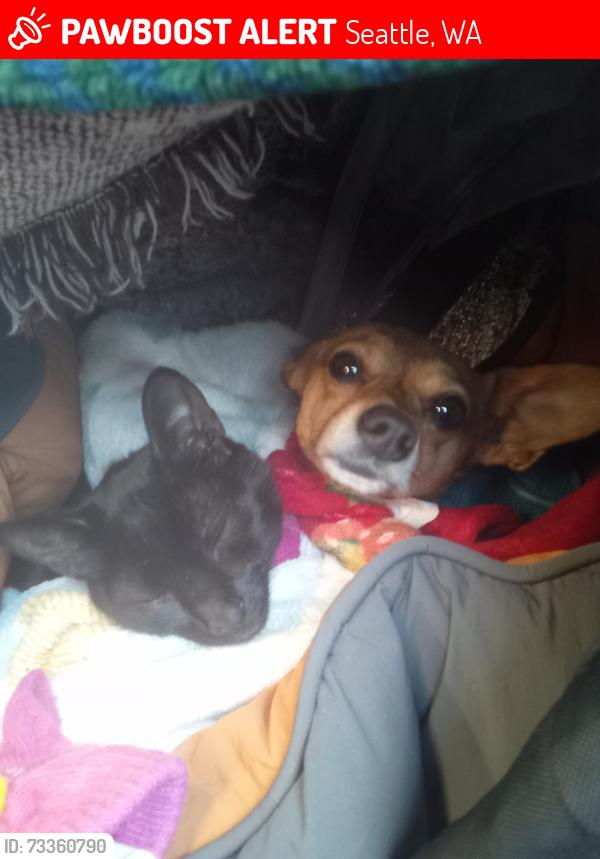 Lost Male Dog last seen Seattle, Seattle, WA 98101
