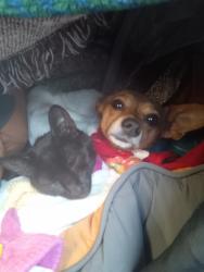 Lost Male Dog last seen Seattle, Seattle, WA 98101