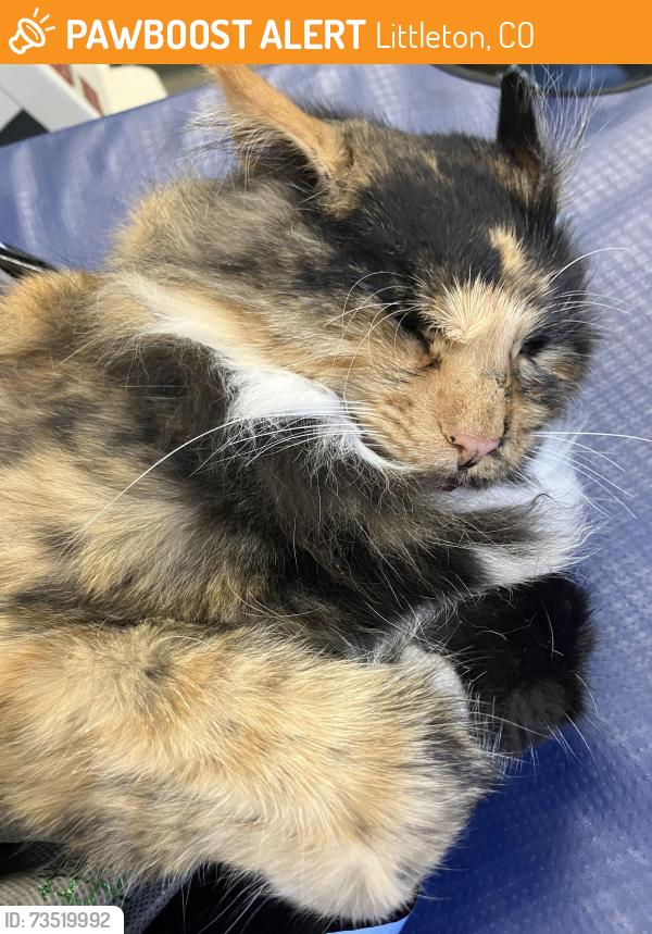 Found/Stray Female Cat last seen Near Mineral/Ken Caryl and Platte Canyon, Littleton, CO 80128