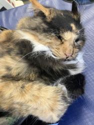 Found/Stray Female Cat last seen Near Mineral/Ken Caryl and Platte Canyon, Littleton, CO 80128