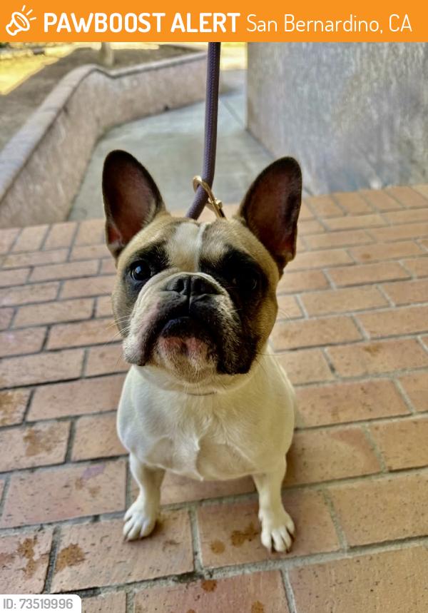 Found/Stray Female Dog last seen 50th and Mt. View, San Bernardino, CA 92407