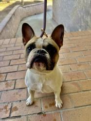 Found/Stray Female Dog last seen 50th and Mt. View, San Bernardino, CA 92407