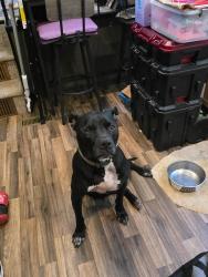 Lost Male Dog last seen Upper White Store Rd & Horne Store Rd, Peachland, NC 28133