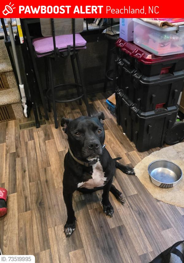 Lost Male Dog last seen Upper White Store Rd & Horne Store Rd, Peachland, NC 28133