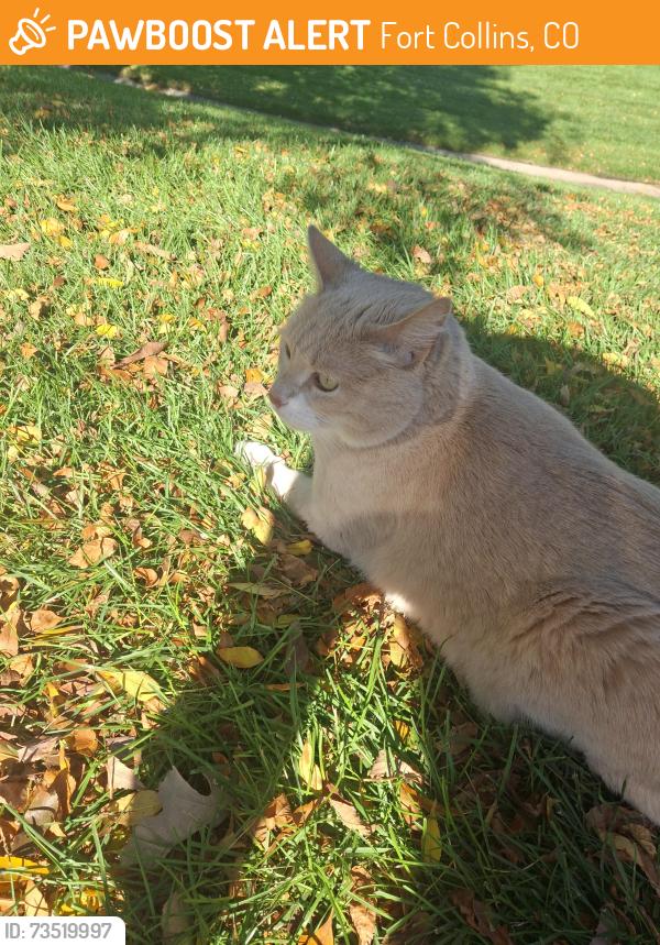 Found/Stray Unknown Cat last seen Wheaton Drive, Harmony and Lemay, Fort Collins, CO 80525
