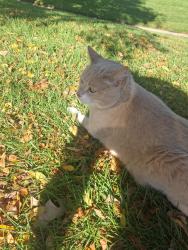 Found/Stray Unknown Cat last seen Wheaton Drive, Harmony and Lemay, Fort Collins, CO 80525