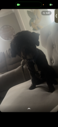 Lost Male Dog last seen Airport Rd Wilson NC, Wilson, NC 27896