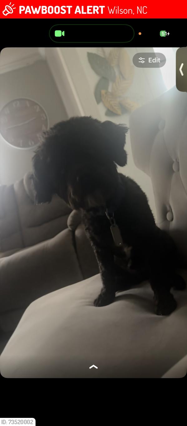 Lost Male Dog last seen Airport Rd Wilson NC, Wilson, NC 27896