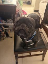 Lost Female Dog last seen Inside Sedano’s parking lot, Homestead, FL 33030