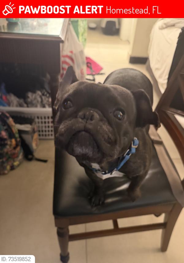 Lost Female Dog last seen Inside Sedano’s parking lot, Homestead, FL 33030