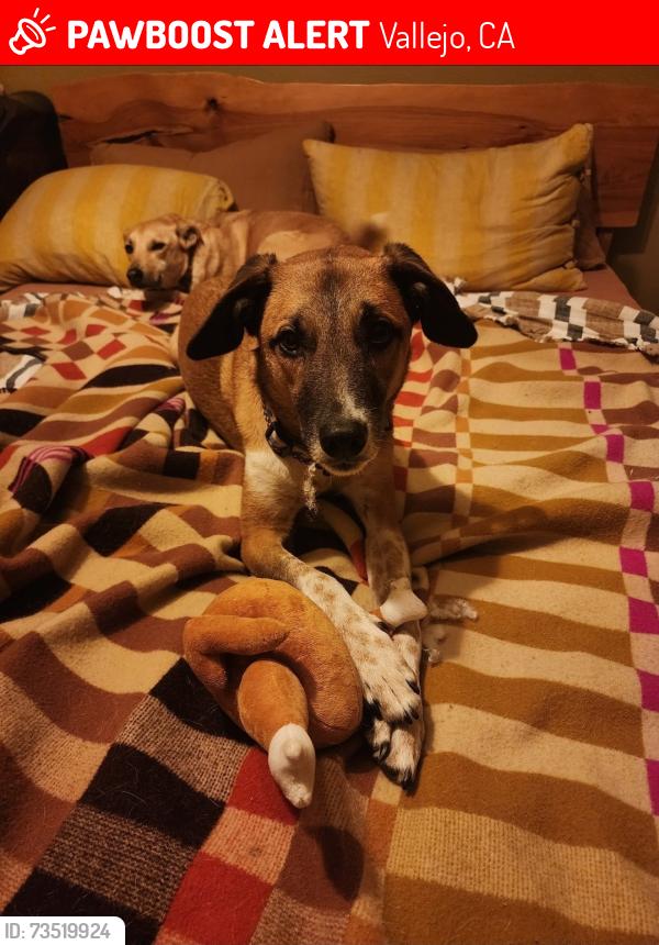 Lost Male Dog last seen Benicia Road, Cedar St, Vallejo, CA 94591