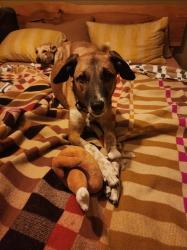 Lost Male Dog last seen Benicia Road, Cedar St, Vallejo, CA 94591