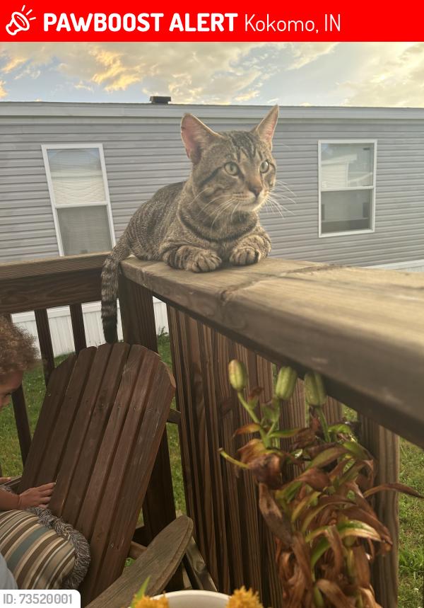 Lost Male Cat last seen Oakbrook ests, Kokomo, IN 46902