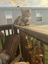 Lost Male Cat last seen Oakbrook ests, Kokomo, IN 46902