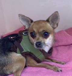 Shelter Stray Female Dog last seen N Williams Ave/ N Weidler St, OR, 1700 W Historic Columbia River Hwy, Troutdale, OR 97060, USA