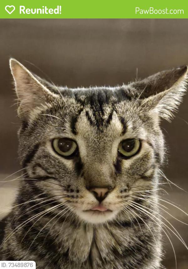 Reunited Male Cat last seen Rocky point rd & sanga, Memphis, TN 38018