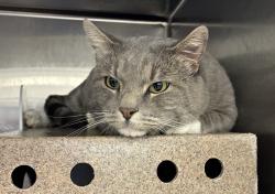 Shelter Stray Male Cat last seen Near E Kensington Avenue, SALT LAKE CITY, UT, 84108, 511 W 3900 S, Salt Lake City, UT 84123, USA