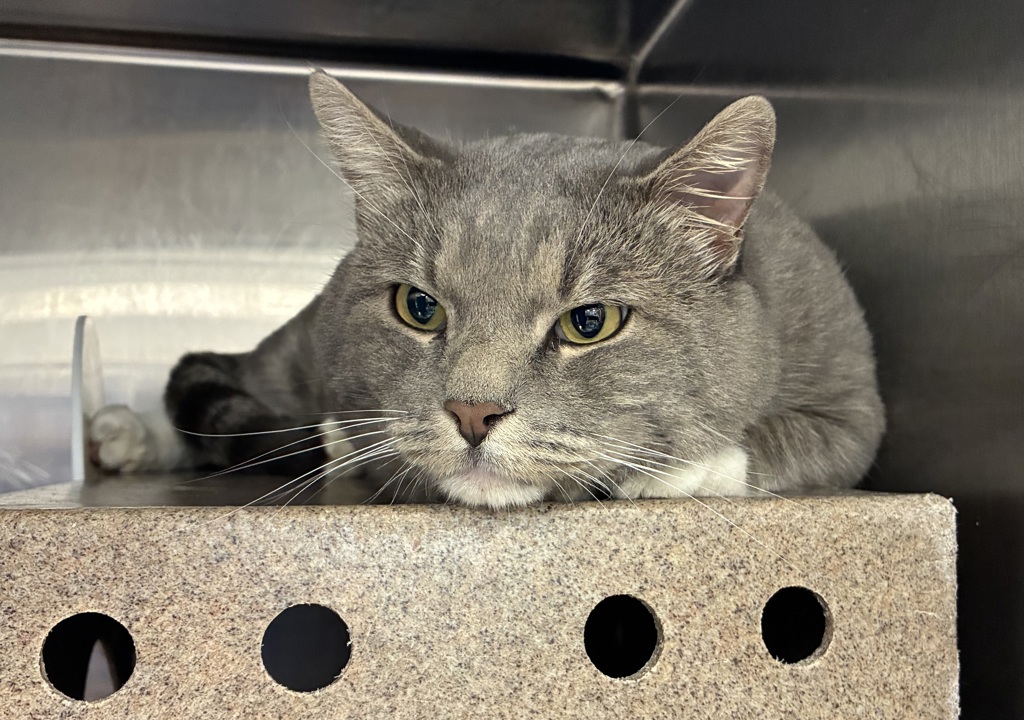 Shelter Stray Male Cat last seen Near E Kensington Avenue, SALT LAKE CITY, UT, 84108, 511 W 3900 S, Salt Lake City, UT 84123, USA