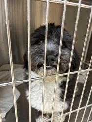 Found/Stray Male Dog last seen Holland ridge drive, La Vergne, TN 37086