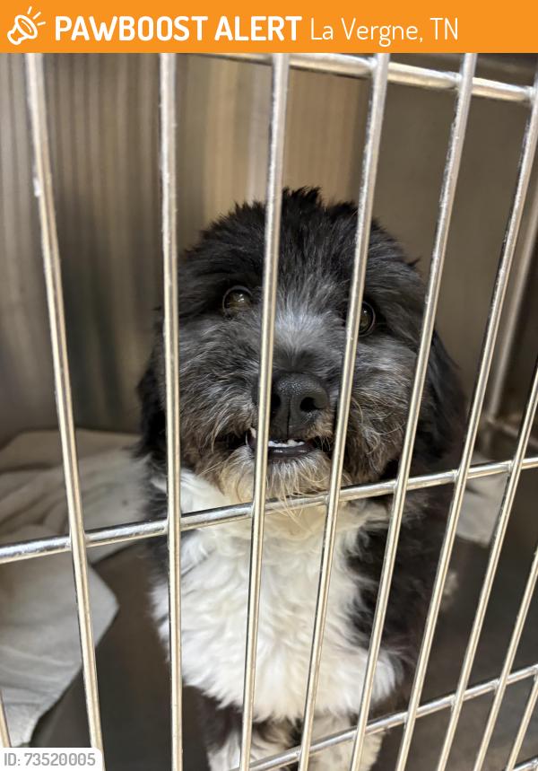 Found/Stray Male Dog last seen Holland ridge drive, La Vergne, TN 37086