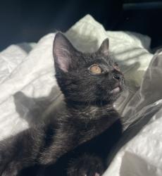 Shelter Stray Male Cat last seen Eastman Parkway / 3rd, GRESHAM, OR, 97030, 1700 W Historic Columbia River Hwy, Troutdale, OR 97060, USA