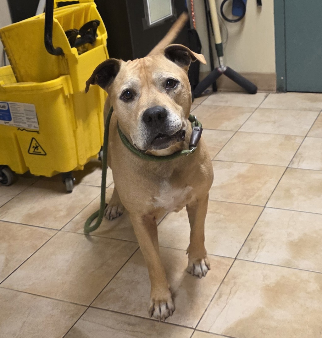 Shelter Stray Male Dog last seen kingfisher ave / welch rd, GRESHAM, OR, 97030, 1700 W Historic Columbia River Hwy, Troutdale, OR 97060, USA