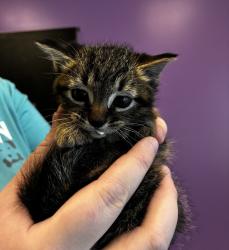 Shelter Stray Male Cat last seen Near E Hibiscus Avenue, White City Township, UT, 84070, 511 W 3900 S, Salt Lake City, UT 84123, USA