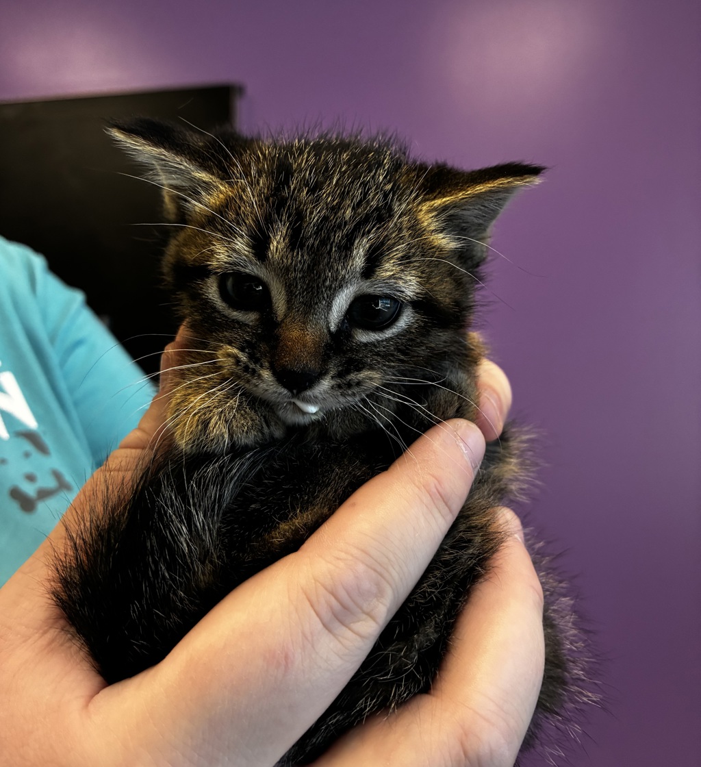 Shelter Stray Male Cat last seen Near E Hibiscus Avenue, White City Township, UT, 84070, 511 W 3900 S, Salt Lake City, UT 84123, USA