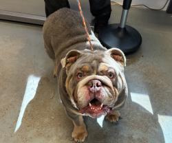 Shelter Stray Male Dog last seen Truth Ln Country West Drive, Magna Township, UT, 84044, 511 W 3900 S, Salt Lake City, UT 84123, USA