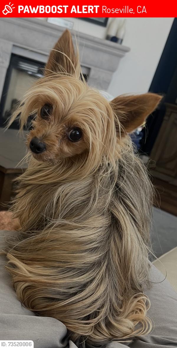 Lost Male Dog last seen Carradale dr, Roseville, CA 95661